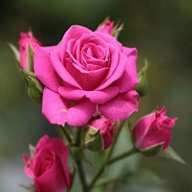 ناهید هراتیان